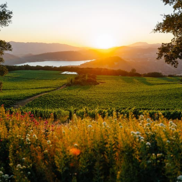 Napa Valley, California, USA